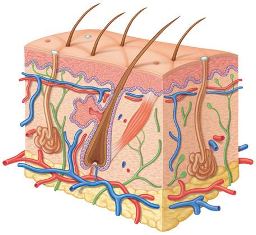 dermatolog